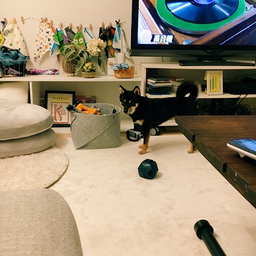 f:id:ohagimame:20190523131754j:plain