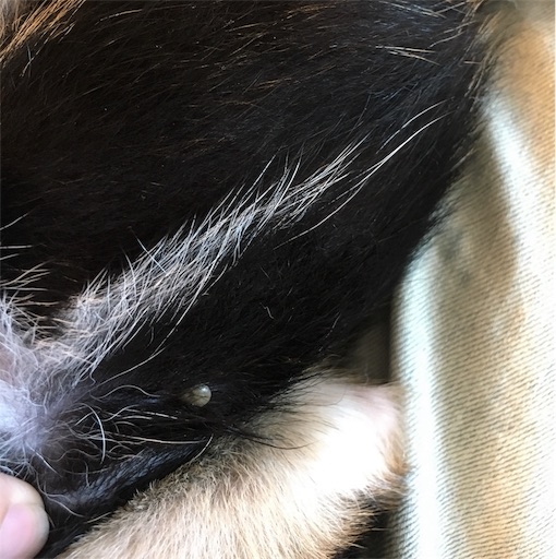 f:id:ohagimame:20190524095744j:image f:id:ohagimame:20190524095744j:image