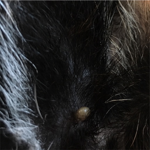f:id:ohagimame:20190524095807j:image f:id:ohagimame:20190524095807j:image