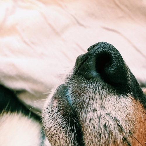 f:id:ohagimame:20190531184436j:plain