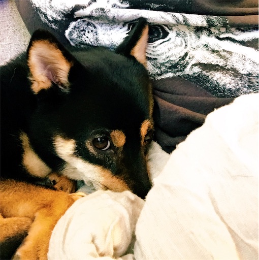 f:id:ohagimame:20190607100710j:image