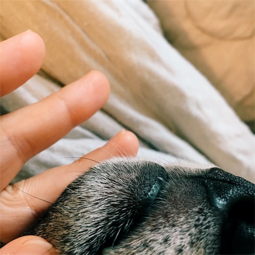 f:id:ohagimame:20190609123116j:image