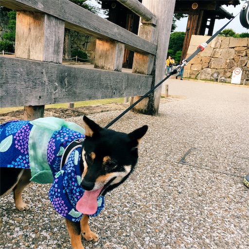 f:id:ohagimame:20190623193823j:image
