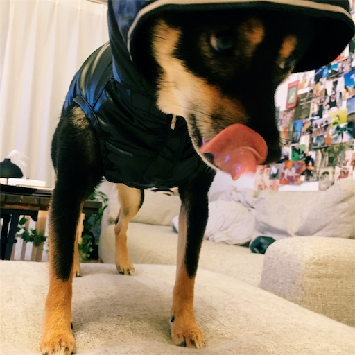 f:id:ohagimame:20190630104506j:image f:id:ohagimame:20190630104506j:image