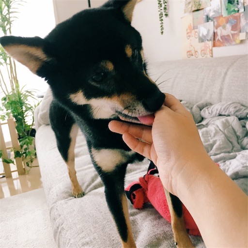 f:id:ohagimame:20190705093733j:image