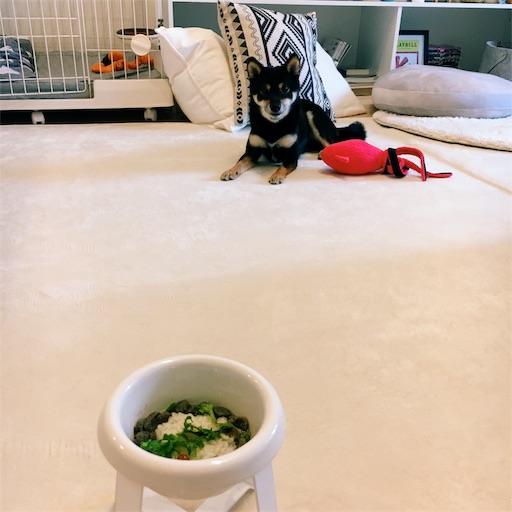 f:id:ohagimame:20190706234826j:image f:id:ohagimame:20190706234826j:image