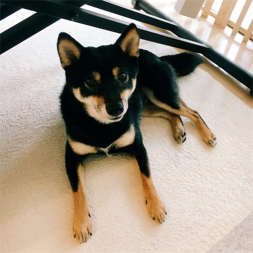 f:id:ohagimame:20190706235018j:image f:id:ohagimame:20190706235018j:image