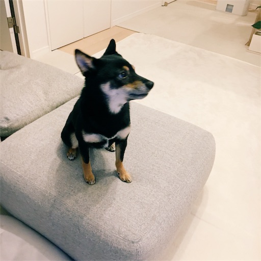 f:id:ohagimame:20190712075602j:image f:id:ohagimame:20190712075602j:image