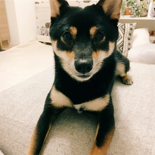 f:id:ohagimame:20190712075811j:image f:id:ohagimame:20190712075811j:image
