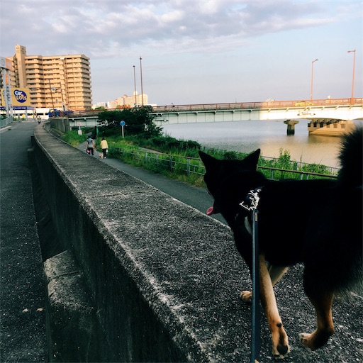 f:id:ohagimame:20190726074039j:image f:id:ohagimame:20190726074039j:image