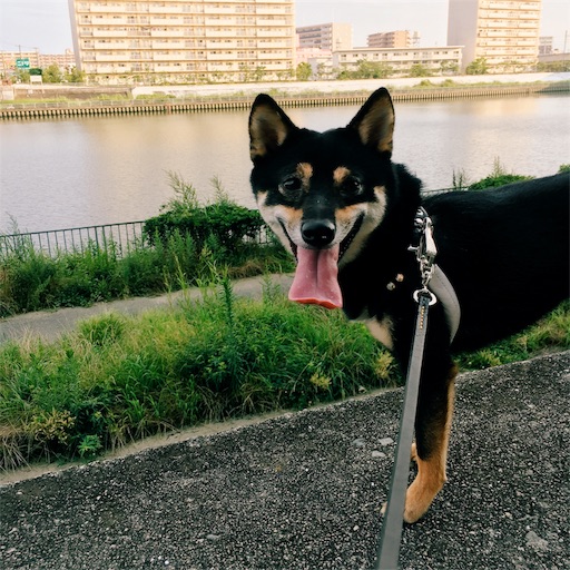 f:id:ohagimame:20190726074048j:image f:id:ohagimame:20190726074048j:image