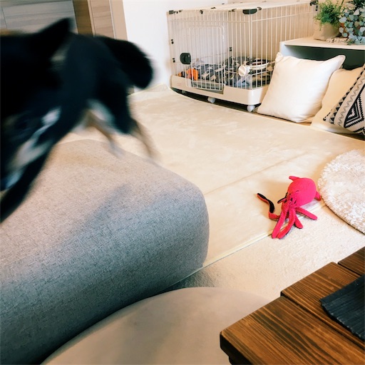 f:id:ohagimame:20190726074105j:image f:id:ohagimame:20190726074105j:image