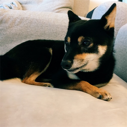 f:id:ohagimame:20190726074112j:image f:id:ohagimame:20190726074112j:image