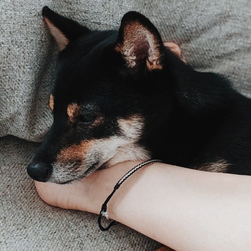 f:id:ohagimame:20190908160020j:image f:id:ohagimame:20190908160020j:image
