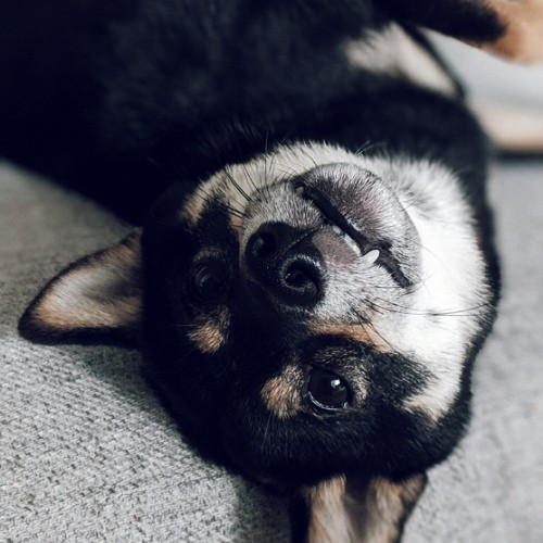 f:id:ohagimame:20190908164312j:image f:id:ohagimame:20190908164312j:image