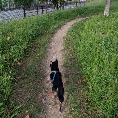 f:id:ohagimame:20190929134206j:image