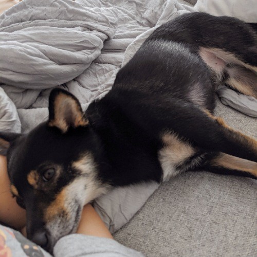 f:id:ohagimame:20191011213005j:image