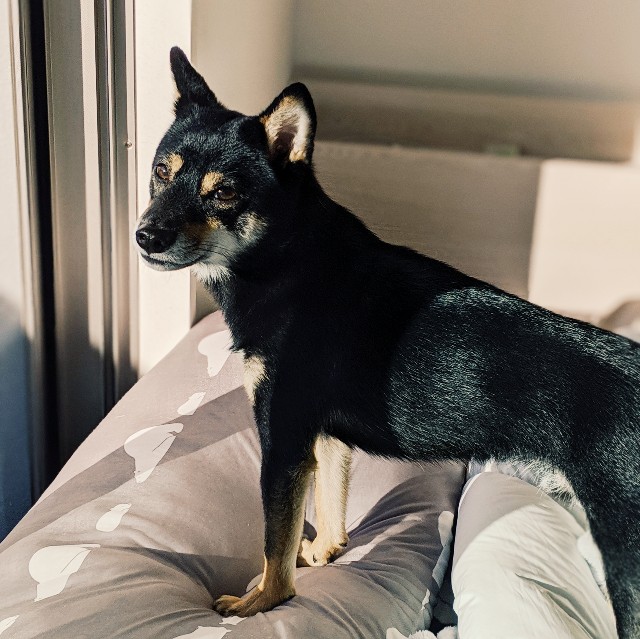 f:id:ohagimame:20191028080641j:image