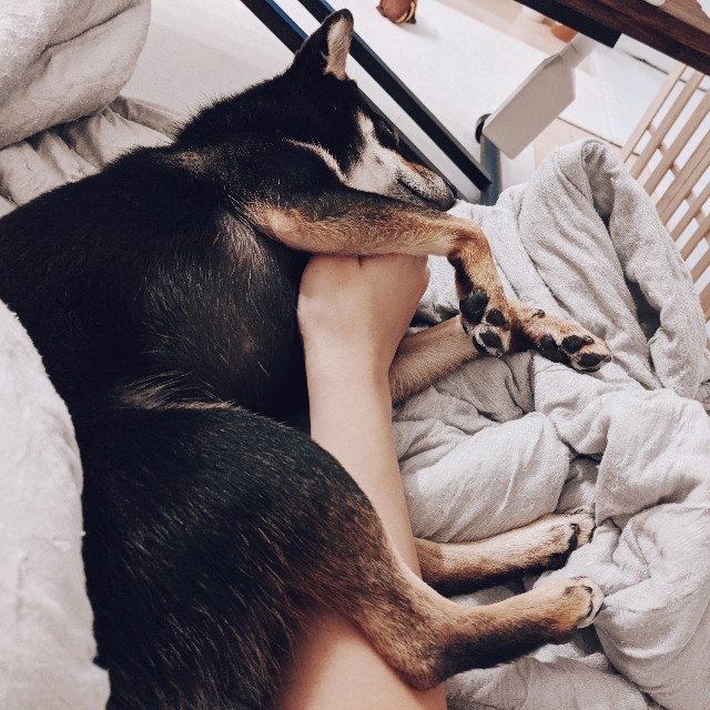 f:id:ohagimame:20191112155213j:image