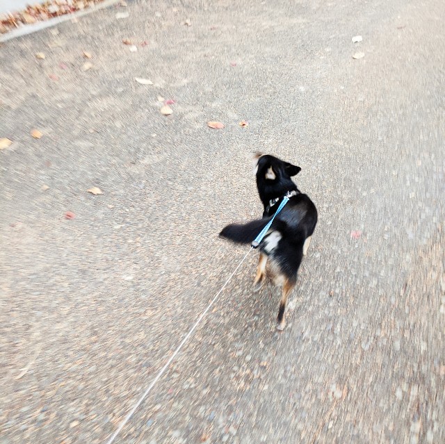f:id:ohagimame:20191208085810j:image