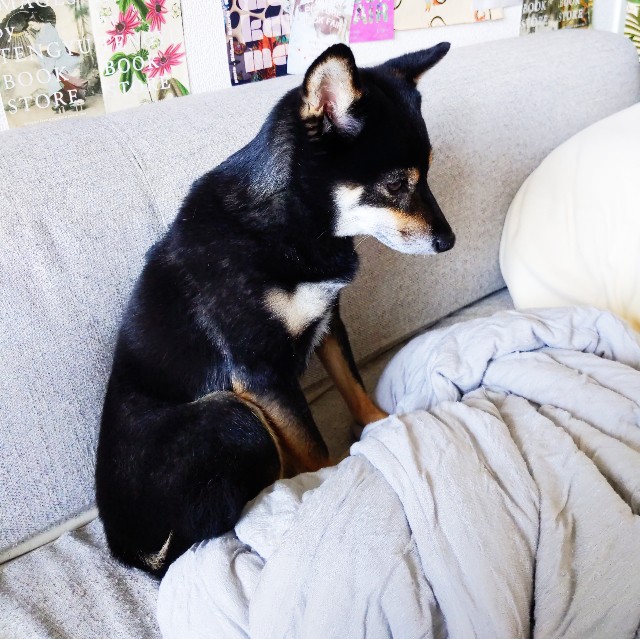 f:id:ohagimame:20200812101528j:image