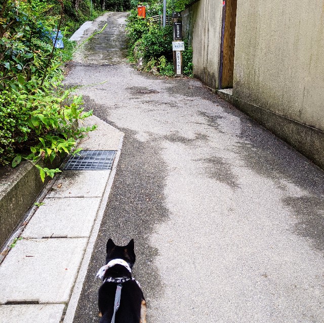 f:id:ohagimame:20200927040052j:image