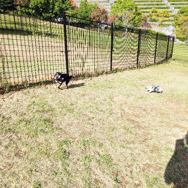 f:id:ohagimame:20201024175857j:image