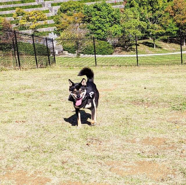 f:id:ohagimame:20201024175920j:image