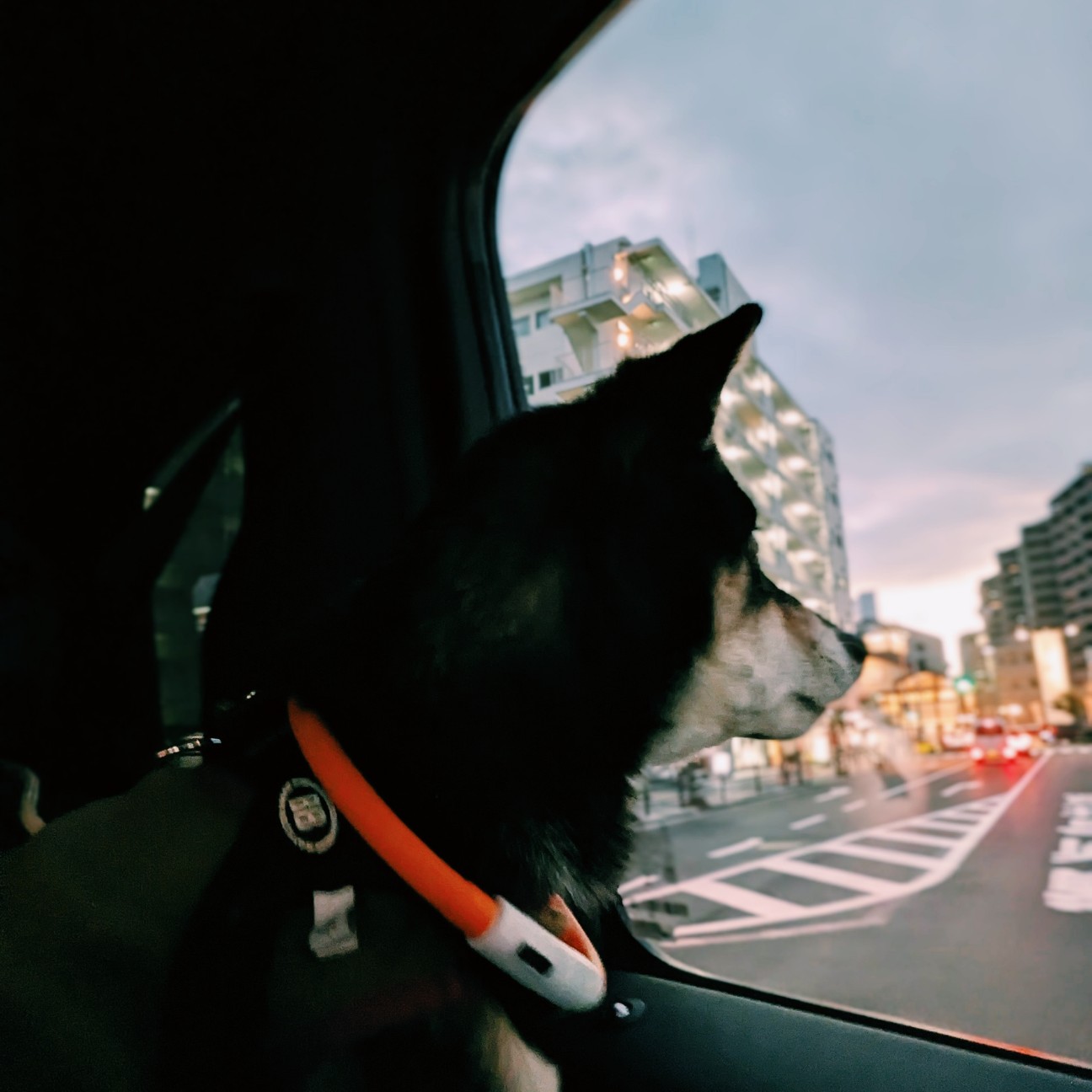 f:id:ohagimame:20260131192041j:image