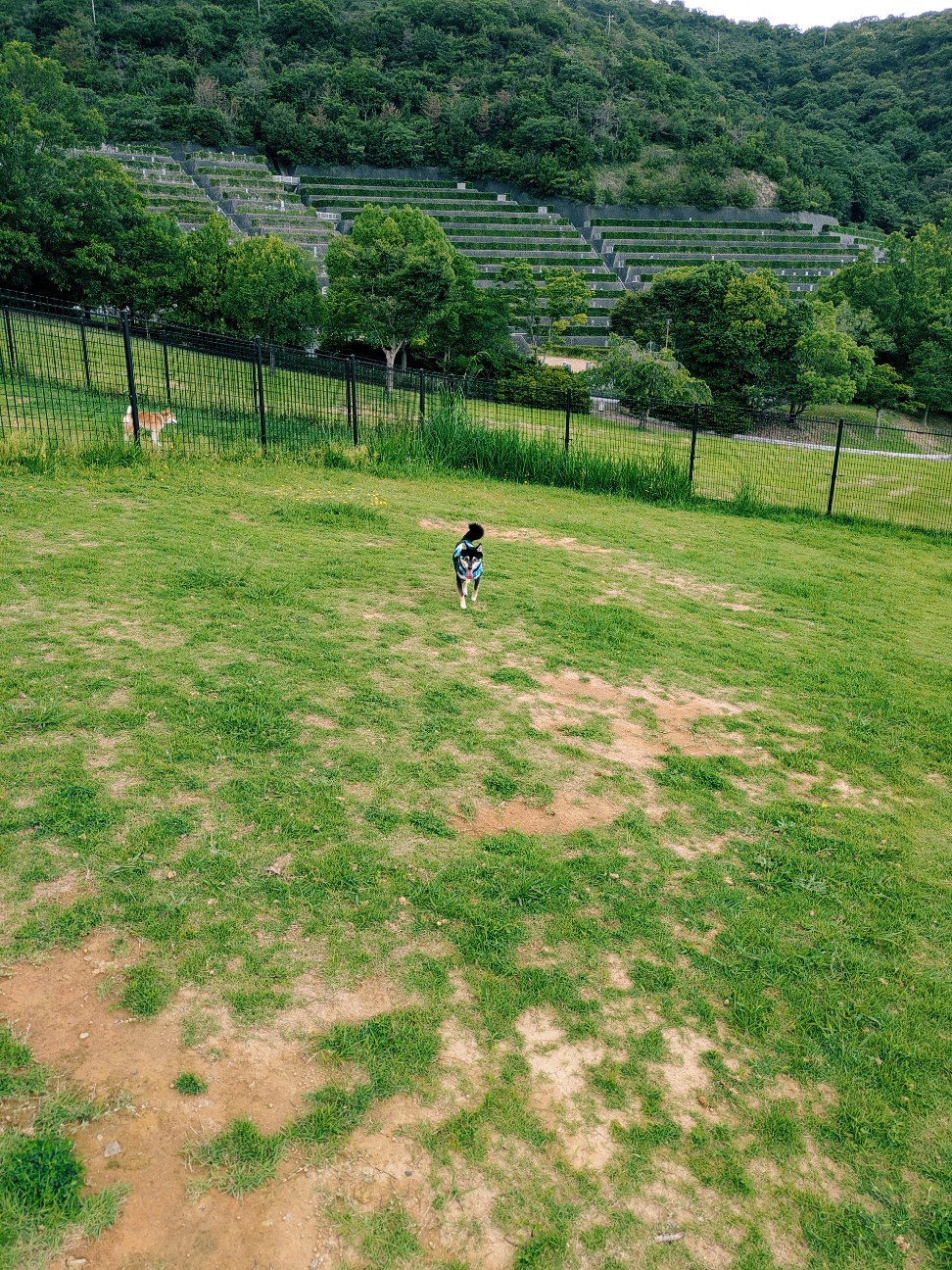 f:id:ohagimame:20260711162050j:image f:id:ohagimame:20260711162050j:image