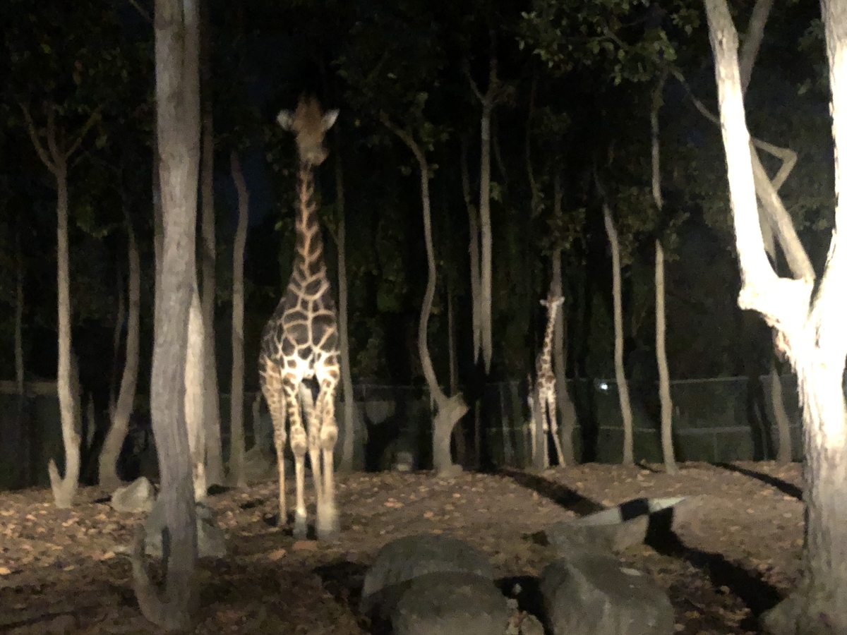 f:id:ohakei:20191201214523j:plain f:id:ohakei:20191201214523j:plain