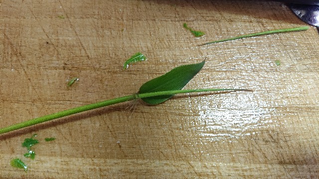 f:id:ohakinton:20190509154736j:image