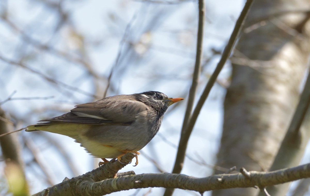 おはるちゃんパパ野鳥図鑑 １０ ムクドリ おはるちゃんお出かけ情報日記