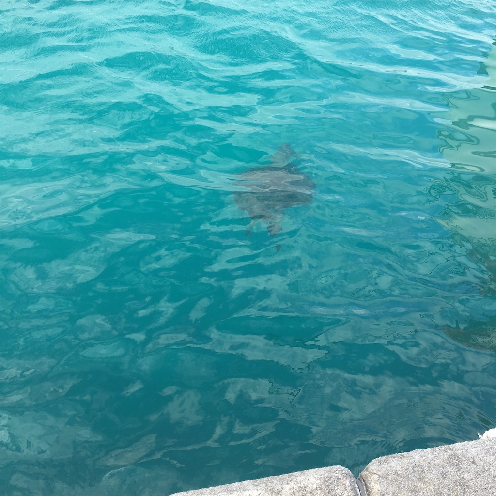 f:id:ohamamotoki212:20190124221527j:image f:id:ohamamotoki212:20190124221527j:image