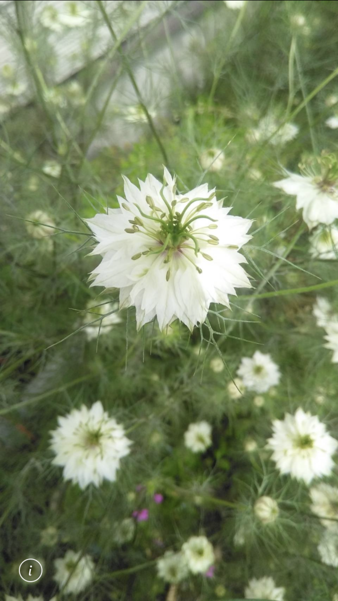f:id:ohanablog87:20210526062557p:plain