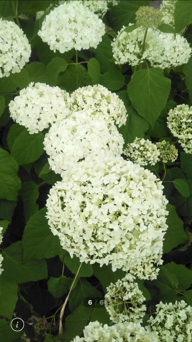 f:id:ohanablog87:20210620070612p:plain