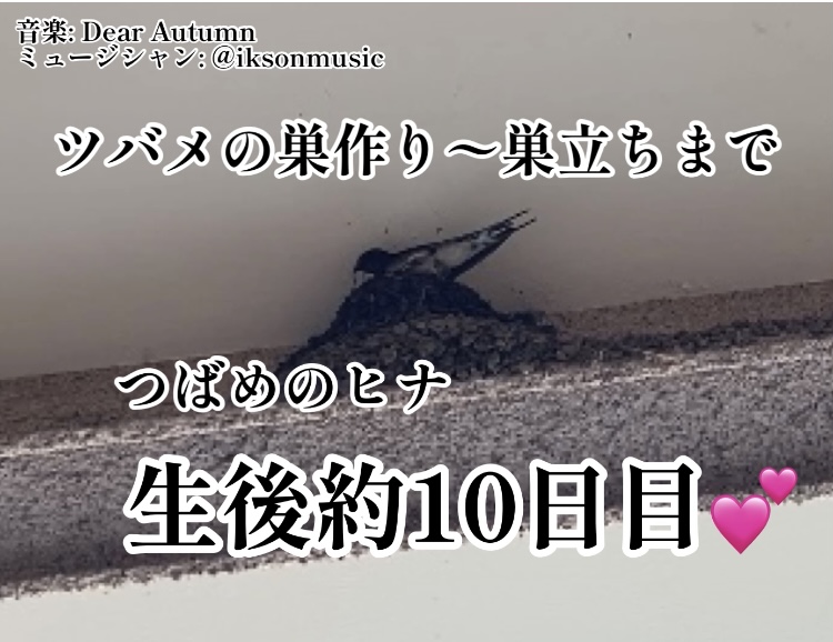 f:id:ohanablog87:20210626072126j:plain