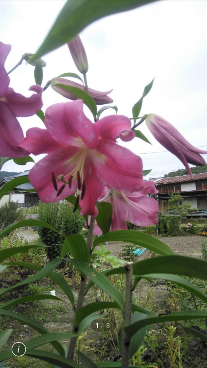 f:id:ohanablog87:20210628042506p:plain