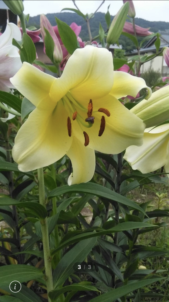 f:id:ohanablog87:20210628042551p:plain