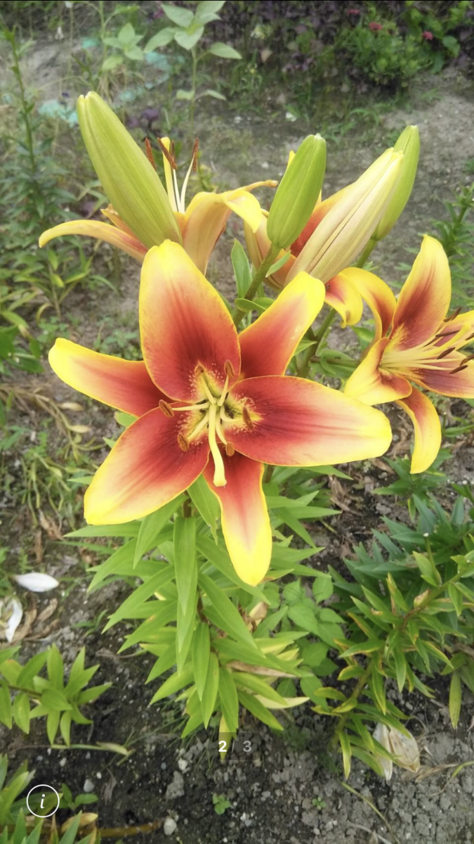 f:id:ohanablog87:20210628042629p:plain
