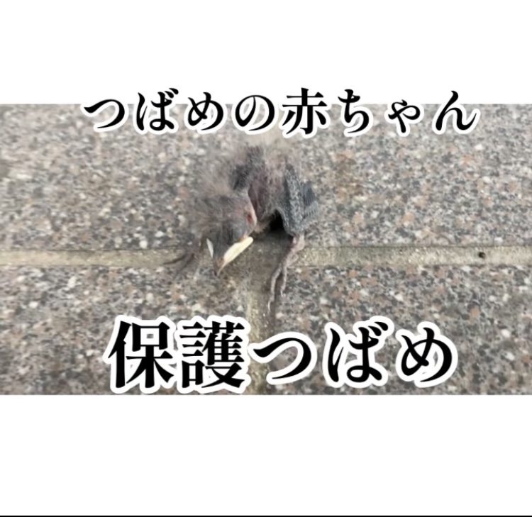 f:id:ohanablog87:20210629055500j:plain