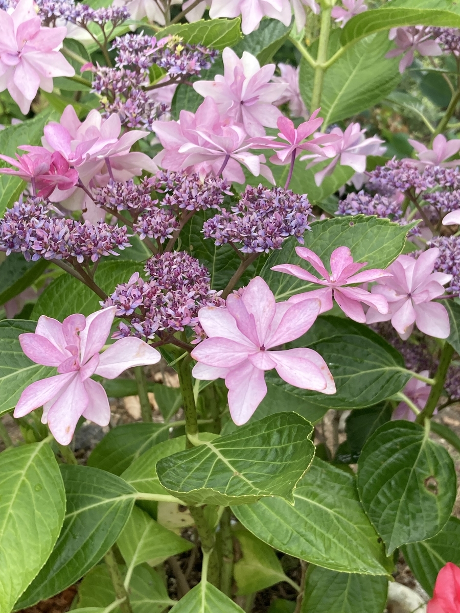 f:id:ohanablog87:20210629055841j:plain