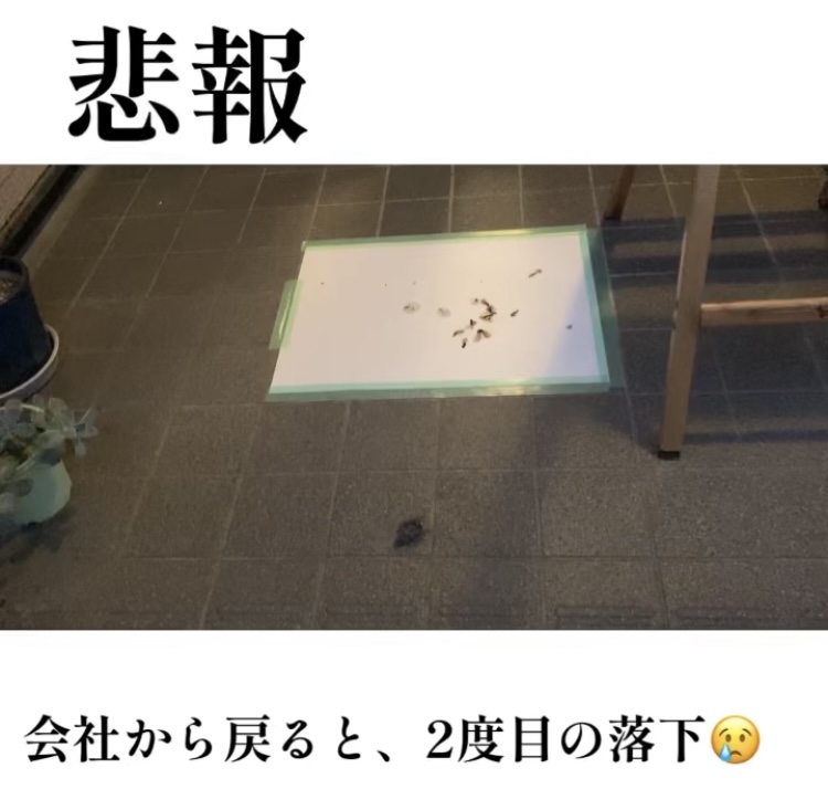 f:id:ohanablog87:20210630070901j:plain