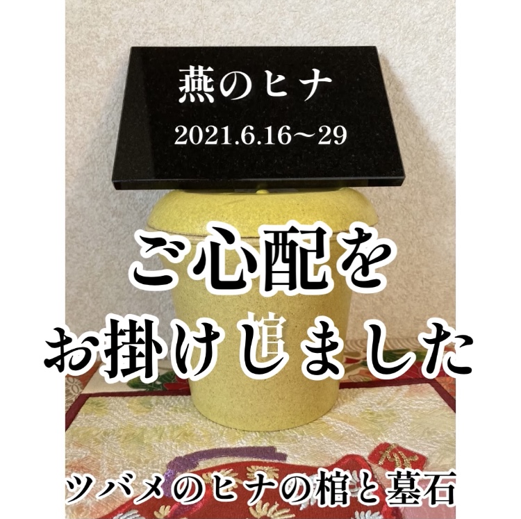f:id:ohanablog87:20210704055547j:plain