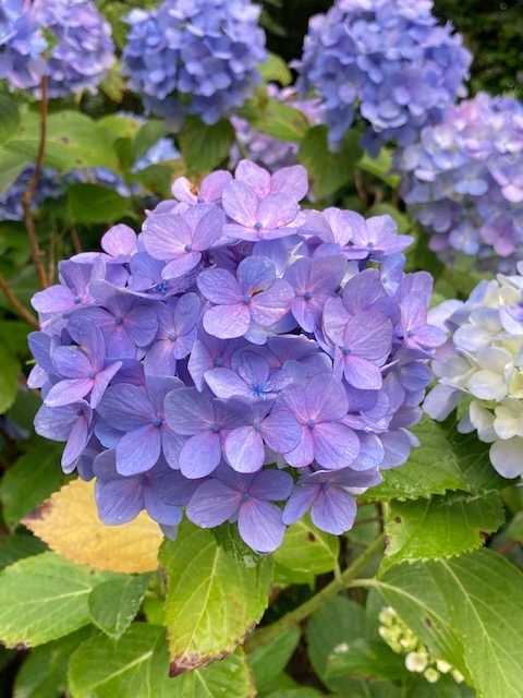 f:id:ohanablog87:20210705052523j:plain