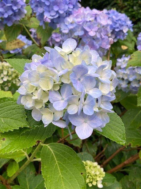f:id:ohanablog87:20210705052538j:plain