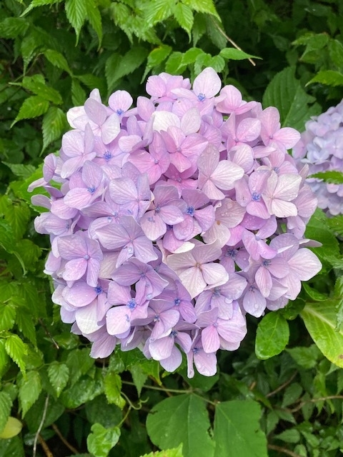f:id:ohanablog87:20210705052553j:plain