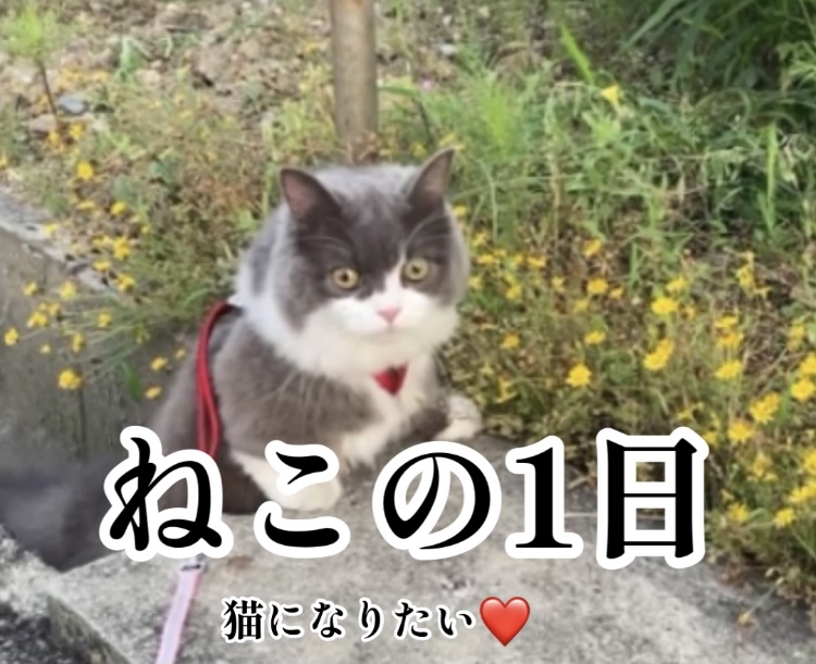 f:id:ohanablog87:20210707051816j:plain