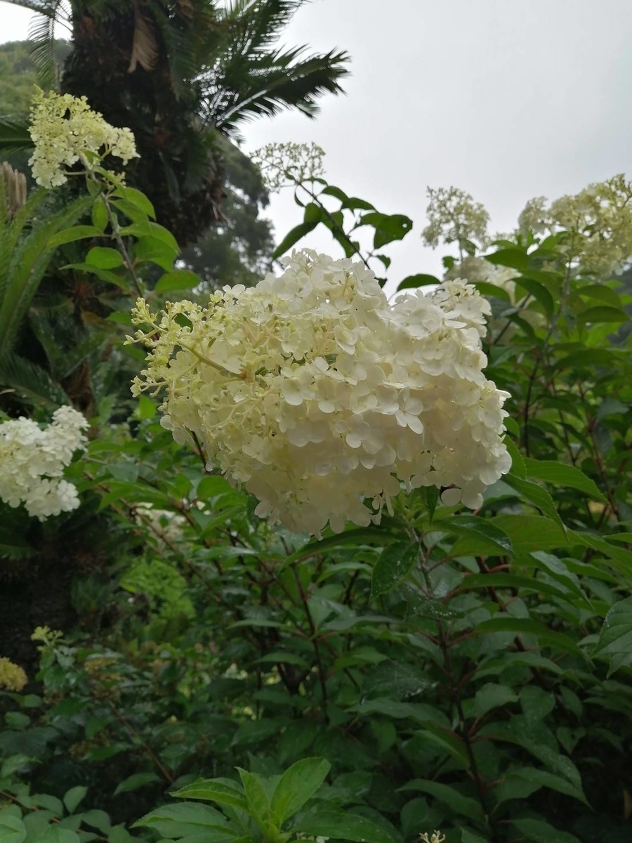 f:id:ohananonaeomorattayo:20200720203229j:plain