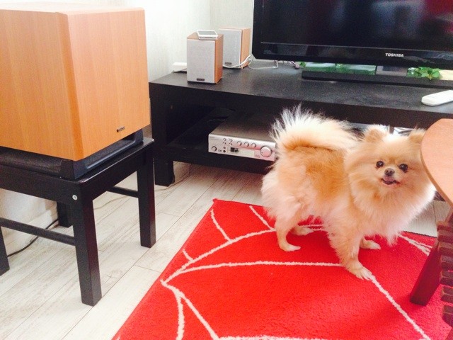 f:id:ohanasi:20140410115508j:plain